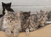 Beautiful mixed breed kittens