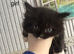 Ragdoll cross kittens