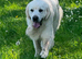 9 beautiful golden retriever puppies