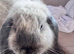 Male lop eared rabbit