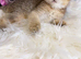Stunning Scottish Fold Kittens
