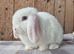 Blue eyed white mini lop.doe ready now