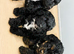 Cockapoo puppies