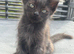 Ragdoll cross