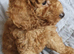 KC registered Toy Poodle puppies ready now