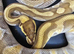 FOR SALE LESSER 100% HET CLOWN POSS GRAVEL