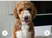 Double doodle puppies READY NOW