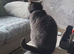 Russian blue female cat