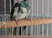 Blue and Cream Kakariki