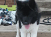 Chunky American Akita puppies for sale