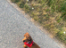 Miniature dachshund