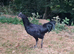 Ayam Cemani Cockerels