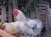 6 home bred cockerels for sale