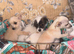 4 Beautiful Mixed Breed Puppies For Sale