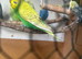 Yellow face oppaline male and female