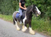 12.2 approx cob gelding
