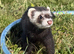Eu Ferret and pole cat