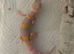 Albino leopard gecko cb26