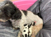 3 girl maltipoo