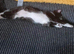 Male kitten