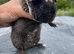 Teddy Guinea pig Babies - Ready Now