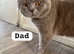 Kitten Bsh