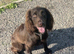 9 month old sprocker boy