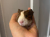 Guinea pig baby&rsquo;s