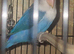 Love bird
