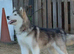 Alaskan Malamute puppies