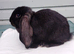 Baby French Lop