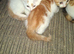 4 beautiful kitten baby's ready for there loving homes
