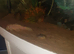 190 litre fishtank