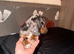 Miniature dachshund puppies for sale