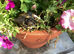 Harry the Tortoise