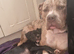 Cane corso cross female
