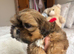 Two beautiful Shih Tzu puppies for sale
