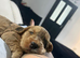 Merle cockapoo puppies
