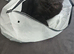Lovely Male Kitten Looking for a Loving Home