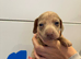 Stunning Miniature Dachshund pups