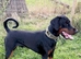 Outstanding European Dobermanns for sale