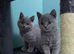 British Shorthair kittens