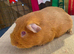 **RESERVED** PEG Boar (Pink Eyed Golden)