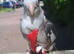 Cockatiel friendly tame