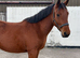 Beautiful Connemara Filly