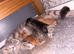 Male tabby kitten