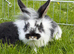 Lionhead cross Rabbits