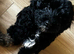 Stunning F1B cockapoo trained