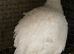 White jumbo quails