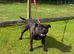 Adorable very rare blue fawn female staff pups
